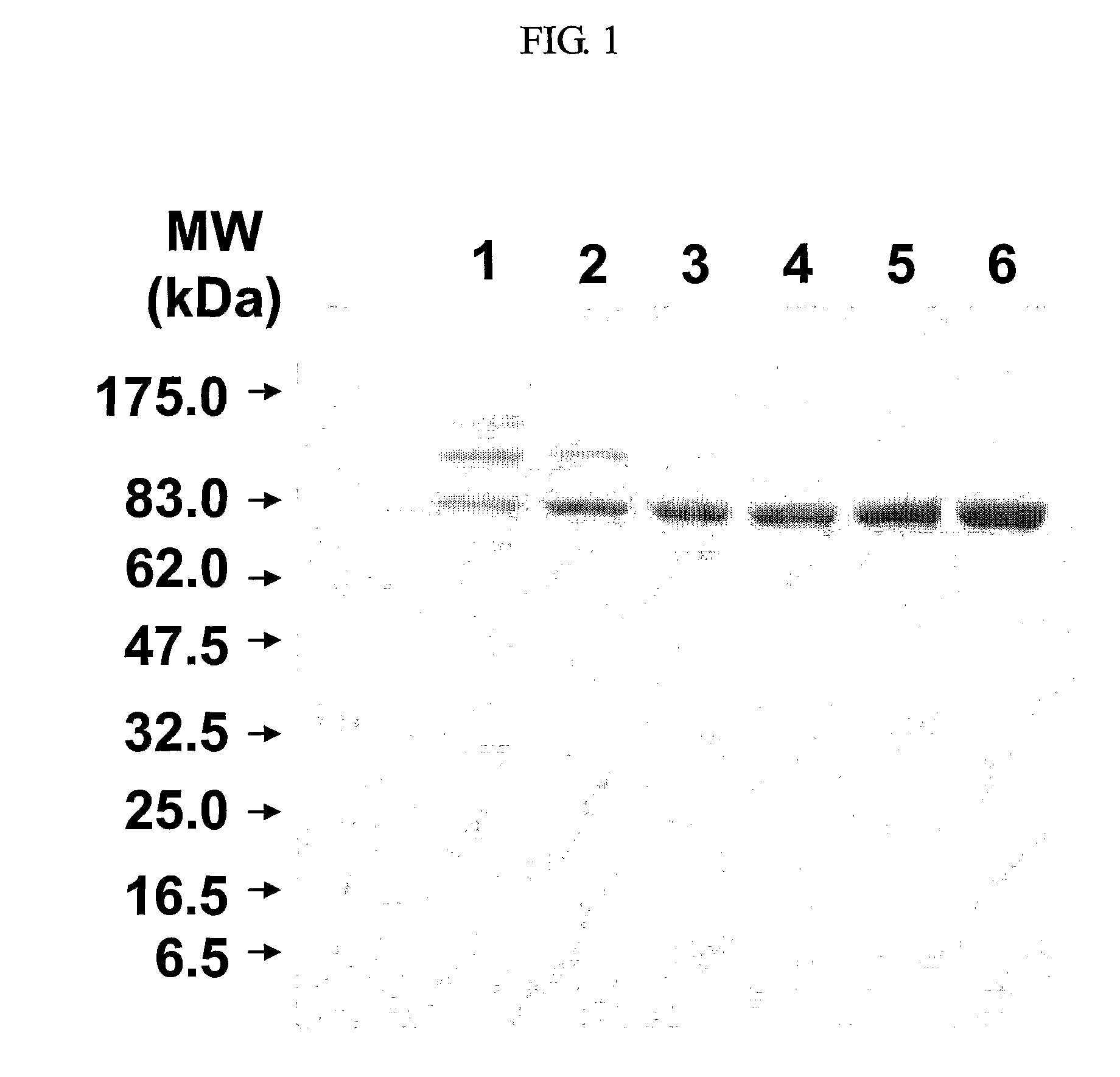 Method for preparing antigen effective for preventing anthrax infection