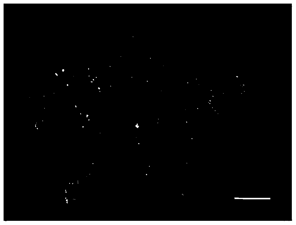 Culture method for promoting development and maturation of Chinese pine somatic embryo