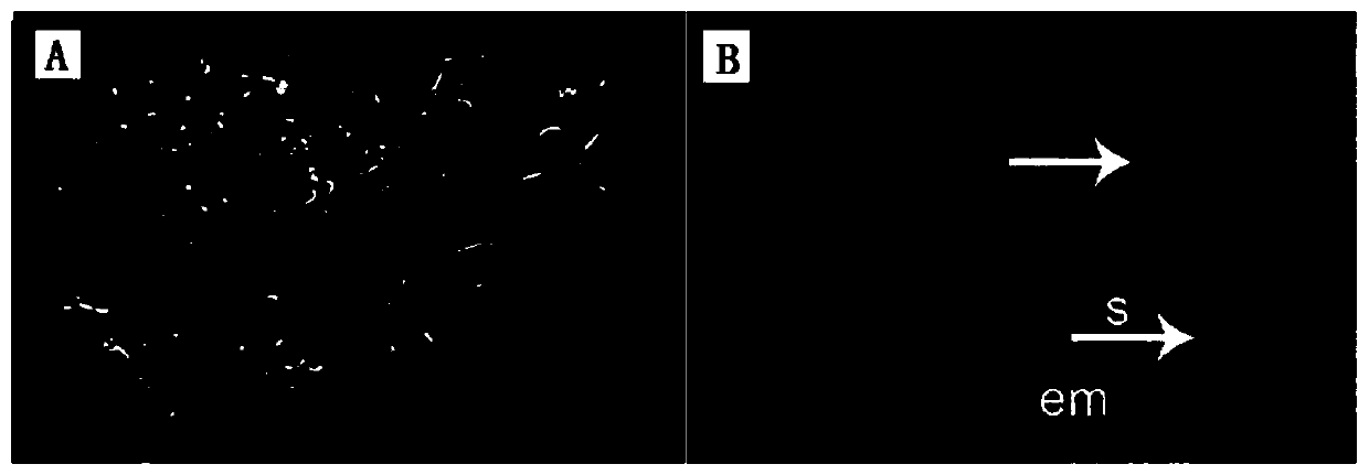 Culture method for promoting development and maturation of Chinese pine somatic embryo