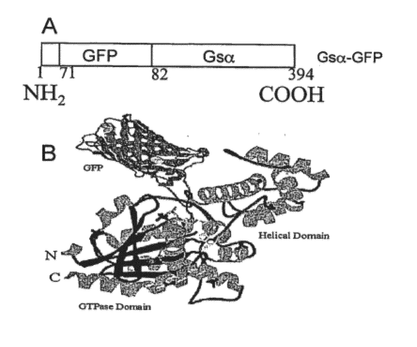 Gfp fusion proteins and their use