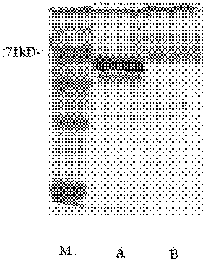 Synthesis and application method of antigens for various heavy metals