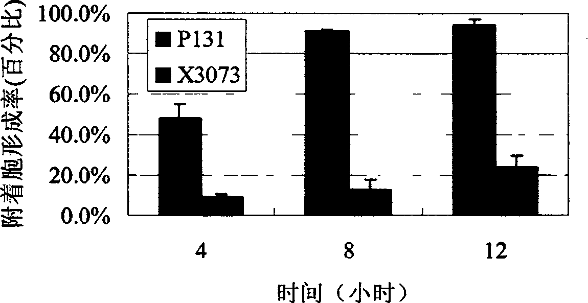 Gene MgPTH12 for controlling mature and pathogenicity of fungi appressorium derived from Magnaporthe grisea and its uses