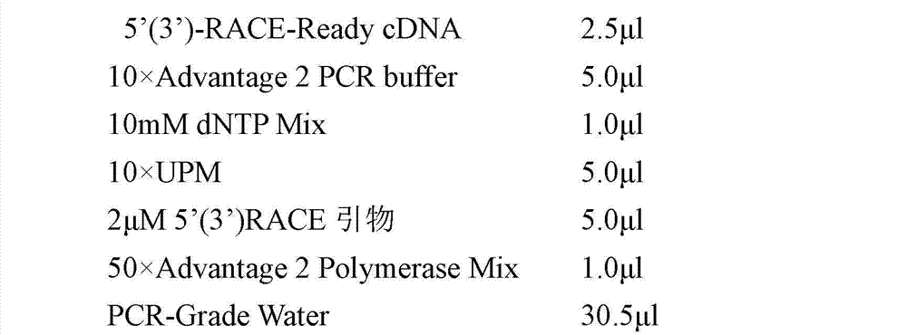 Transforming growth factor-beta (TGF-beta) type I receptor gene of chlamys farreri and single nucleotide polymorphism (SNP) locus of TGF-beta type I receptor gene