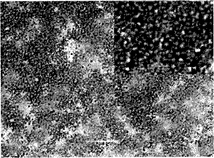 Method for separating genistein monomer from daidzein monomer