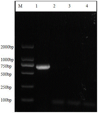 Primers for triple PCR of three types of sheep pathogenic mycoplasmas and detection method