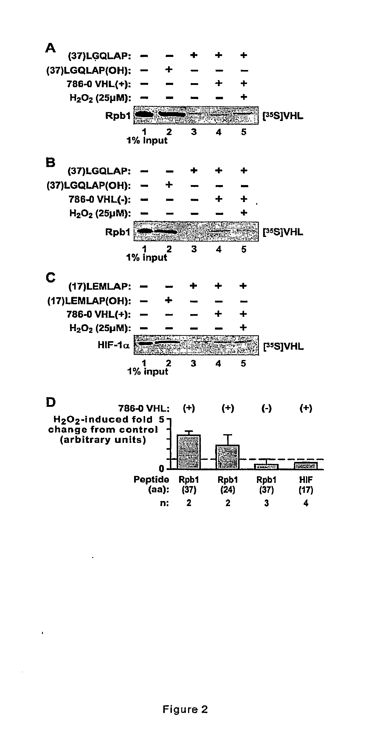 Methods for diagnosing and treating cancers via manipulations of a...pathway