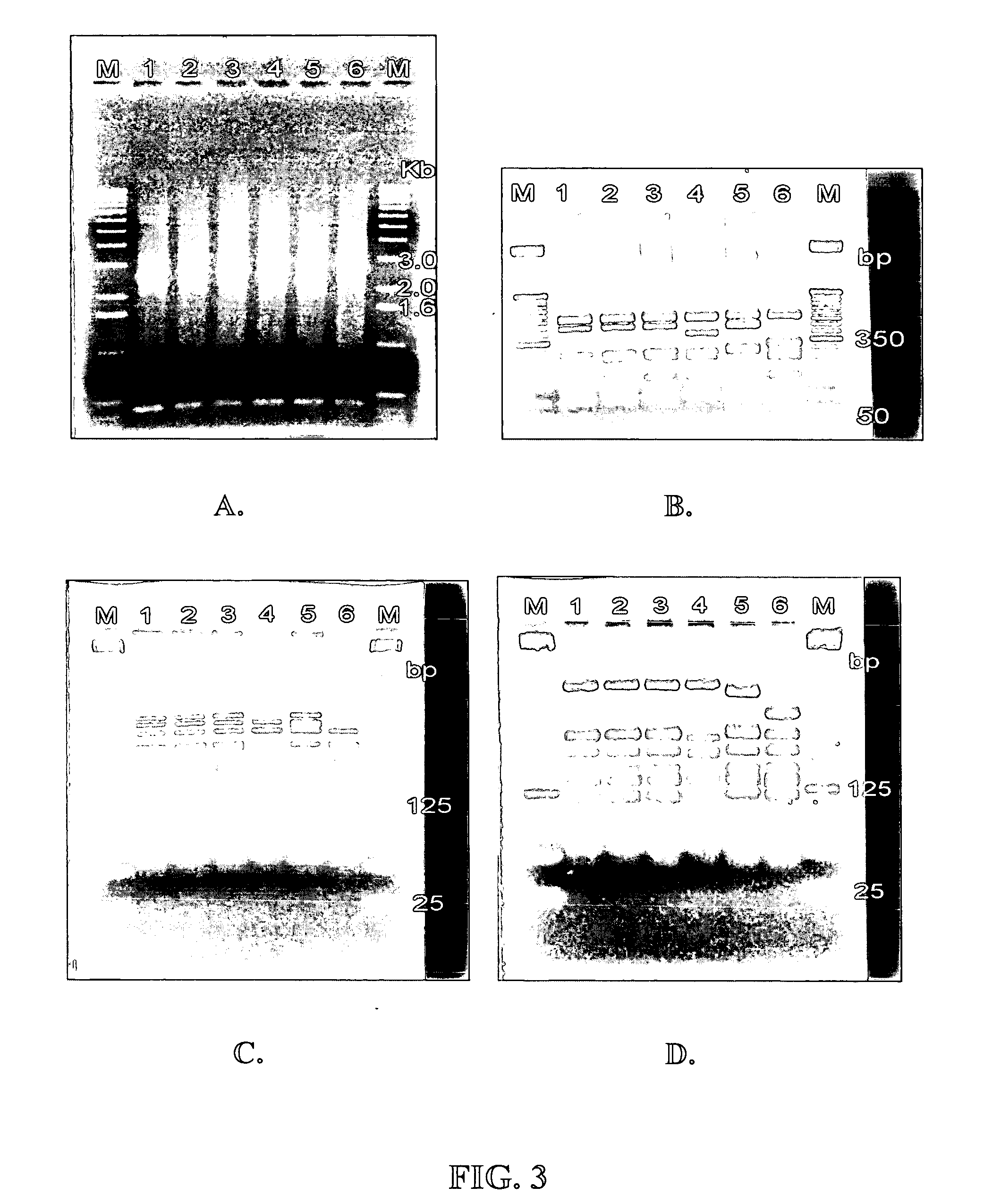 Detection and typing of bacterial strains