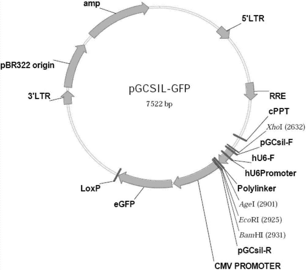 Applications of human RRS1 gene and inhibitor