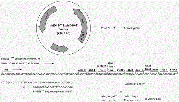 Deoxyribose nucleic acid (DNA) sequence for encoding parietchloris incise diacylglycerol acyltransferase and application thereof