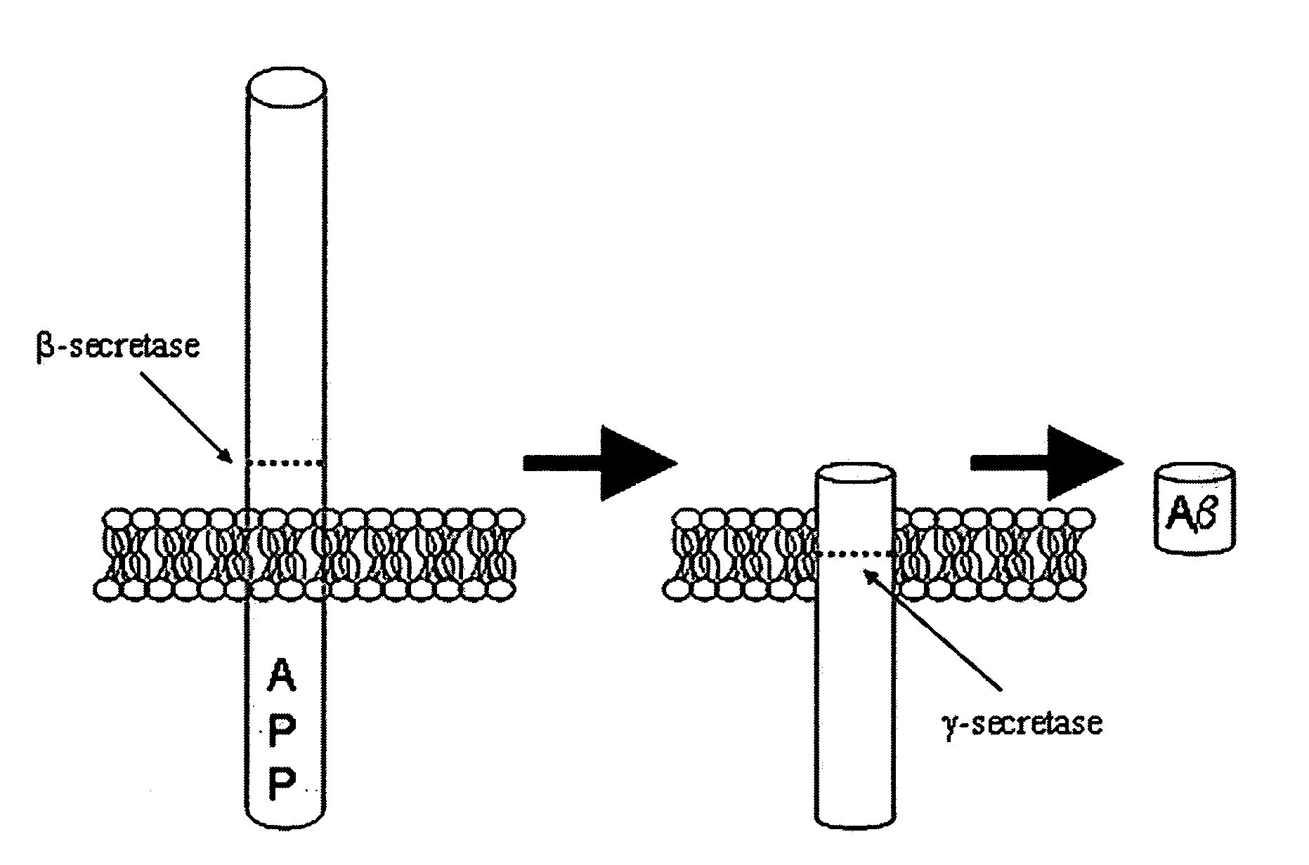 Methods of Identifying Disease Biomarkers in the Lense of the Eye