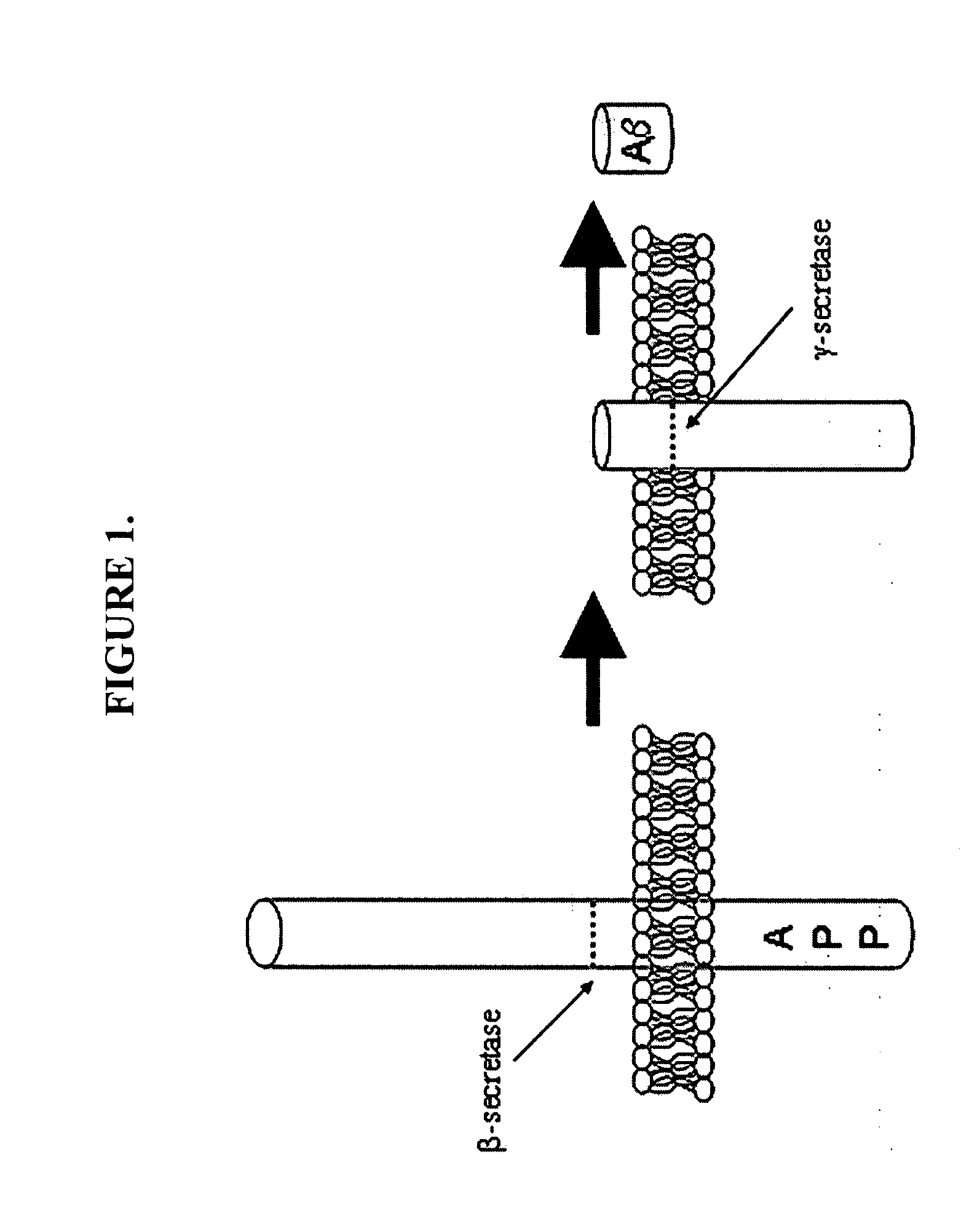 Methods of Identifying Disease Biomarkers in the Lense of the Eye