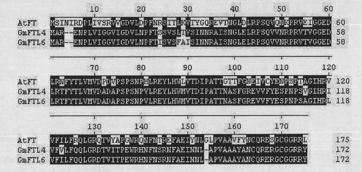 Soybean GmFTL4 protein and GmFTL6 protein, and application thereof