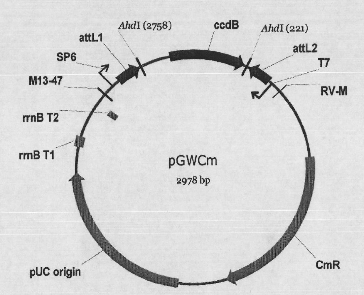 Soybean GmFTL4 protein and GmFTL6 protein, and application thereof