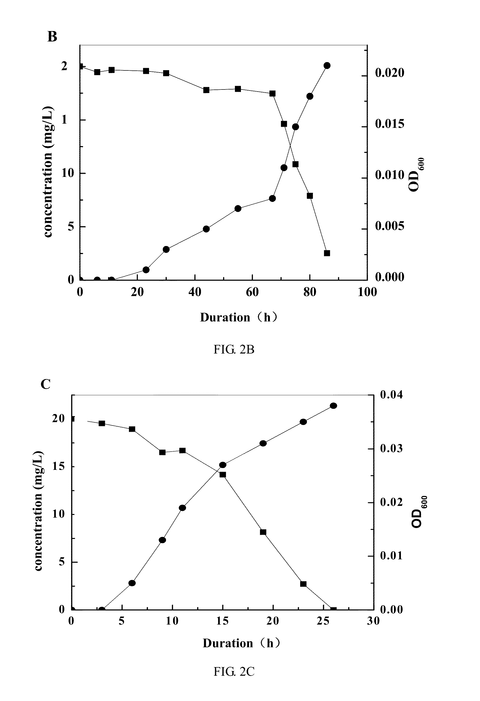 Pseudomonas putida strain as well as its microbial inoculum and application