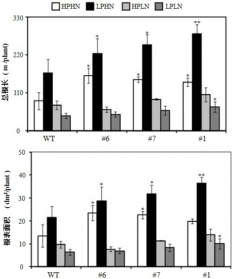 Application of miR399 in promotion of absorption and utilization of nitrogen and phosphorus and blooming of soybeans