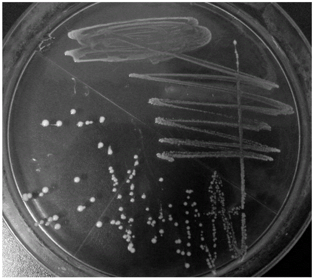 Lactobacillus paracasei and application thereof