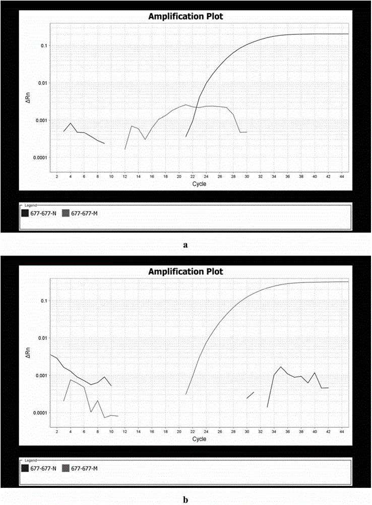 Probe and primer sensitized by locking nucleic acid and used for detecting C677T mutation of MTHFR gene, kit and detection method