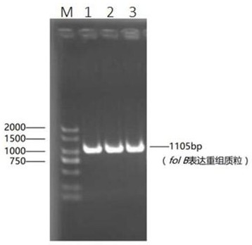 Application of dihydropterin aldolase gene