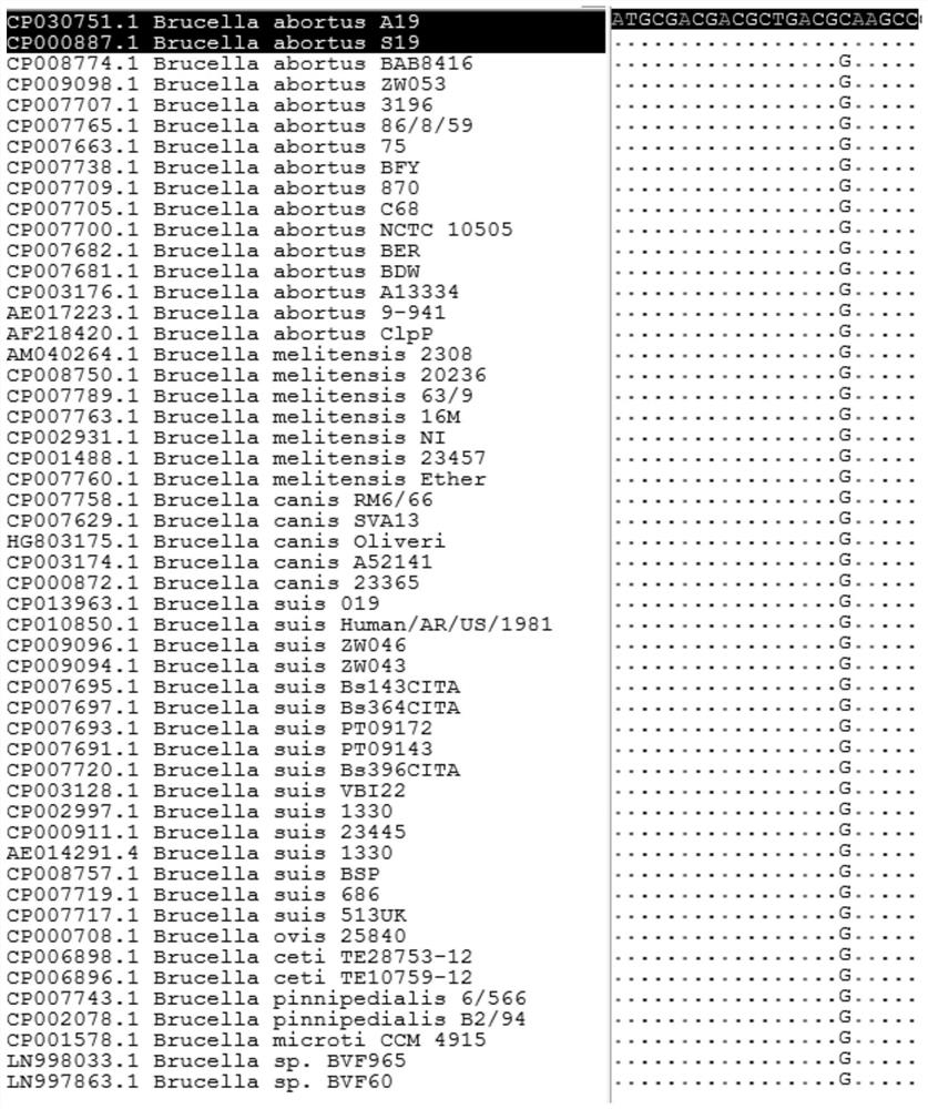 Primer and probe for identifying brucella vaccine strain A19 and wild strain, and application thereof