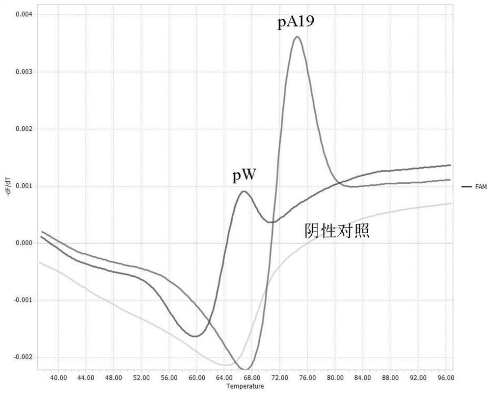 Primer and probe for identifying brucella vaccine strain A19 and wild strain, and application thereof