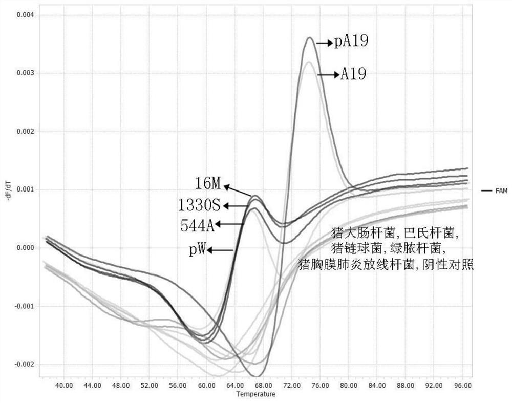 Primer and probe for identifying brucella vaccine strain A19 and wild strain, and application thereof