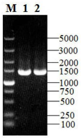 Method for efficiently producing steroid medicine precursor by fermentation