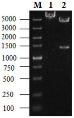 Method for efficiently producing steroid medicine precursor by fermentation