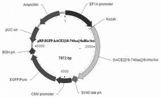 Nanoparticle-rhACE-2 compound for blocking coronavirus from infecting target cells, preparation method and application of nanoparticle-rhACE-2 compound