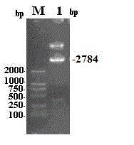 Recombinant corynebacterium glutamicum for producing gamma-polyglutamic acid as well as construction method and use of recombinant corynebacterium glutamicum