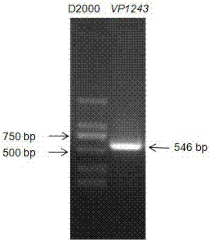 Application of OMP (outer membrane protein) VP1243 to prevention and treatment of Vibrio infection