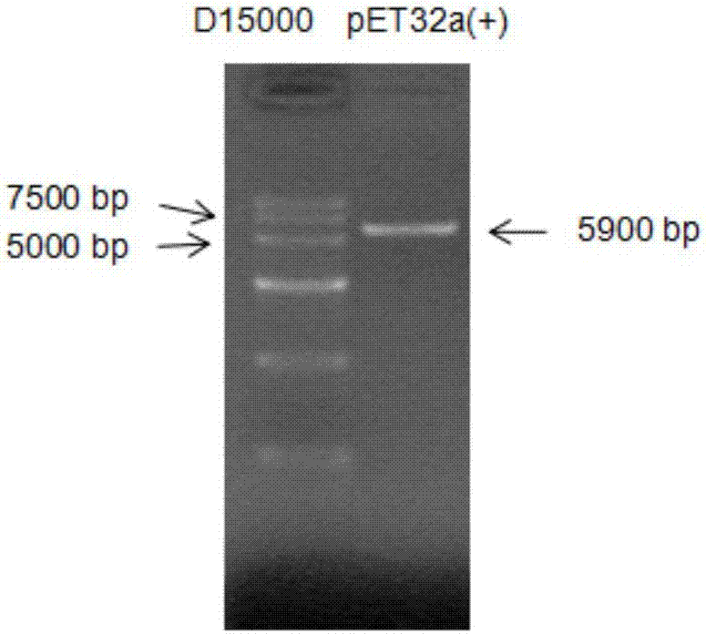 Application of OMP (outer membrane protein) VP1243 to prevention and treatment of Vibrio infection