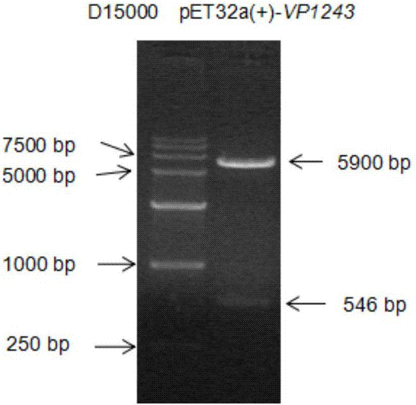 Application of OMP (outer membrane protein) VP1243 to prevention and treatment of Vibrio infection