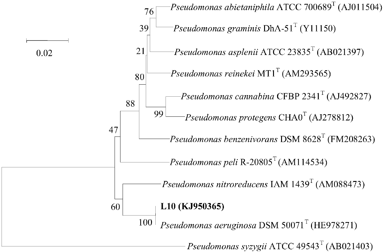 Endophytic bacterium of halophyte plants and application of endophytic bacterium