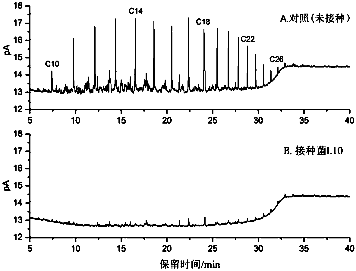 Endophytic bacterium of halophyte plants and application of endophytic bacterium