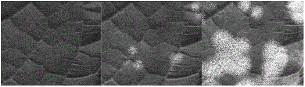 Plant leaf scab rendering method