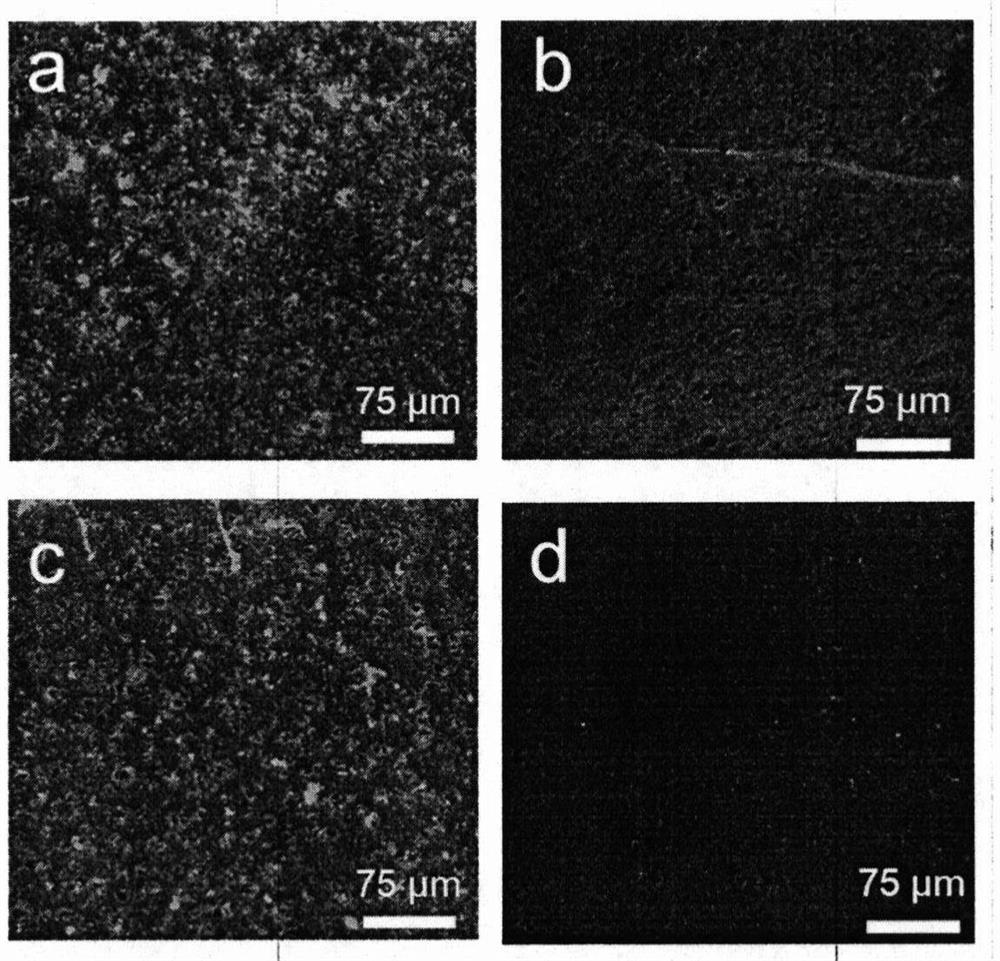 Temperature-sensitive paraffin perfusion film as well as preparation and application thereof