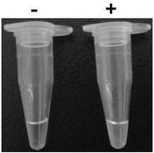 Diagnostic method for quickly detecting drug resistance gene CMY-2 of germ AmpC enzyme