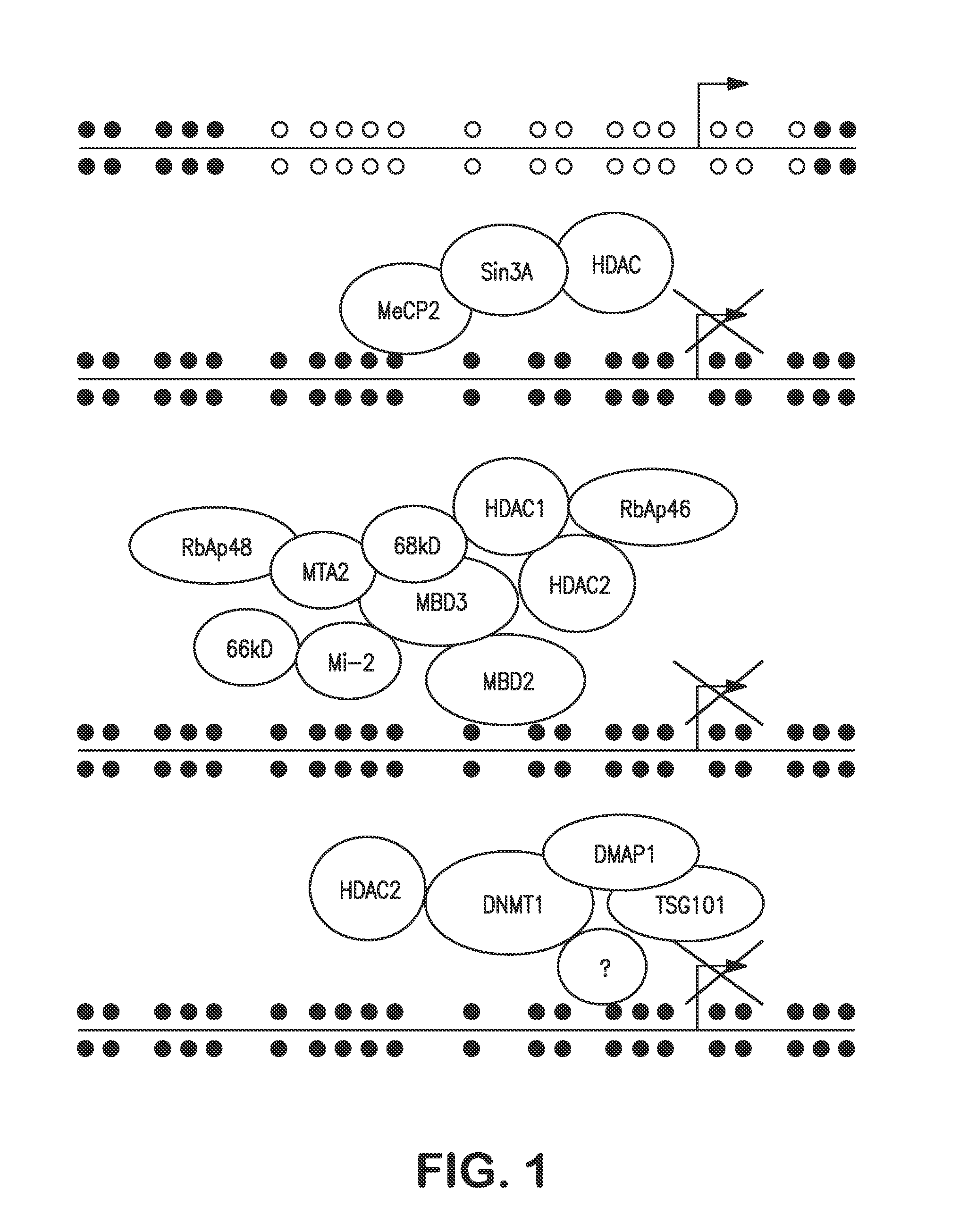 Agents for reversing epigenetic silencing of genes