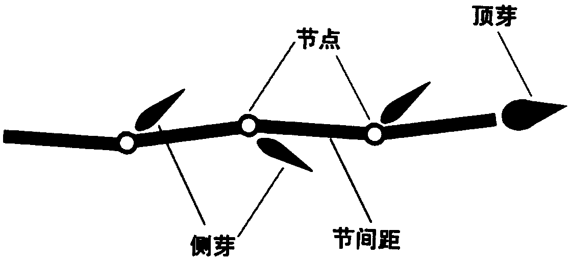 Process-type plant model reconstruction method based on multi-view images