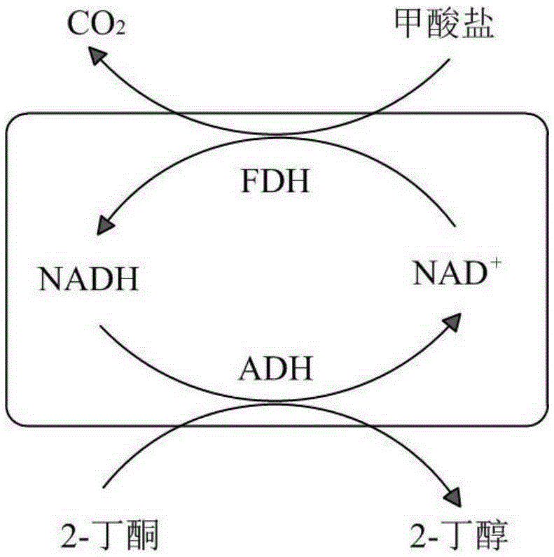 Recombinant escherichia coli and application thereof to 2-butanol production