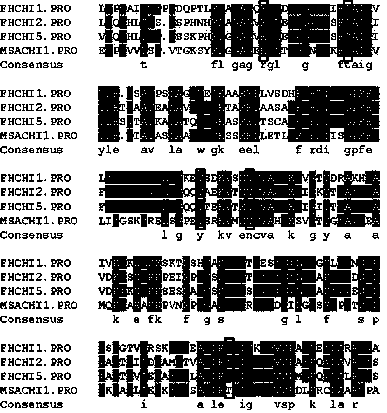 cDNA of chalcone isomerase that controls anthocyanin synthesis in Cymbidium japonica