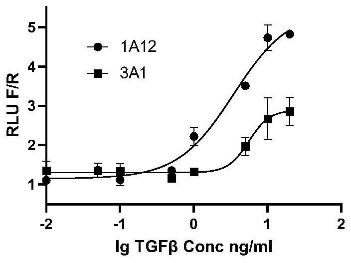 High-throughput screening method for screening collagen transcription inhibitor for treating organ fibrosis