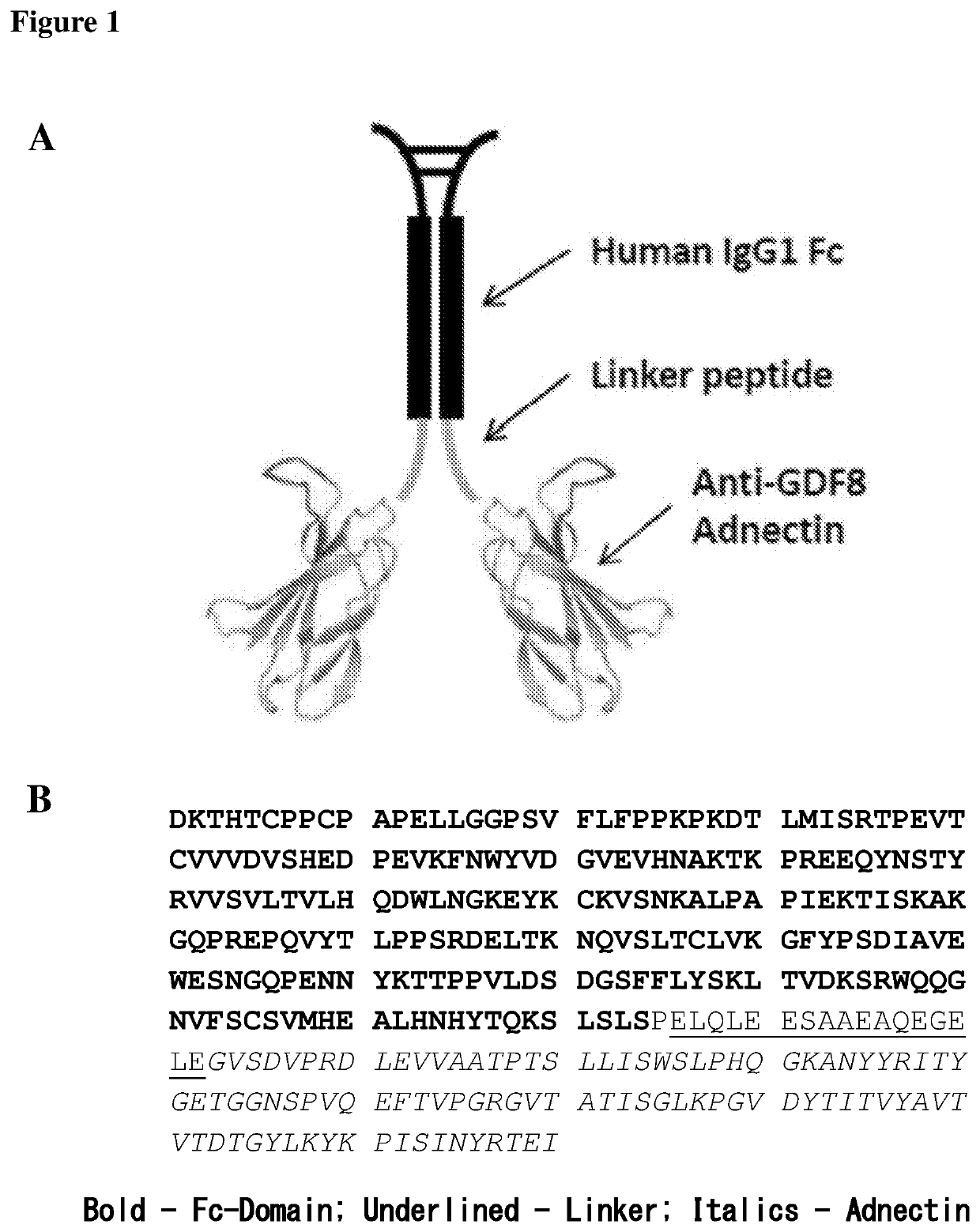 Stable formulations of fibronectin based scaffold domain proteins that bind to myostatin