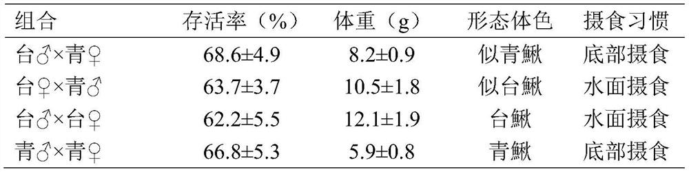 A kind of hybrid breeding method of loach and paraloach