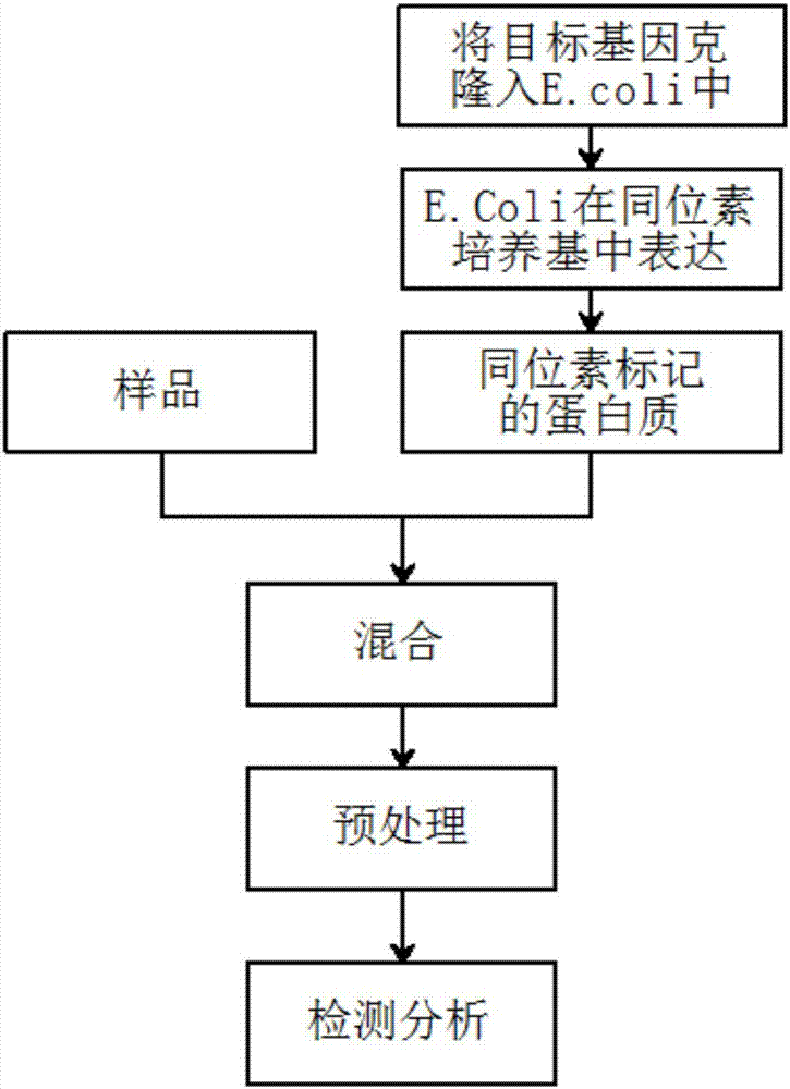 Protein isotope dilution tandem mass spectrometry method based on chemical labeling technology