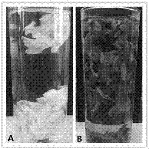 Preparation method of oiltea camellia scented tea and oiltea camellia scented tea prepared thereby