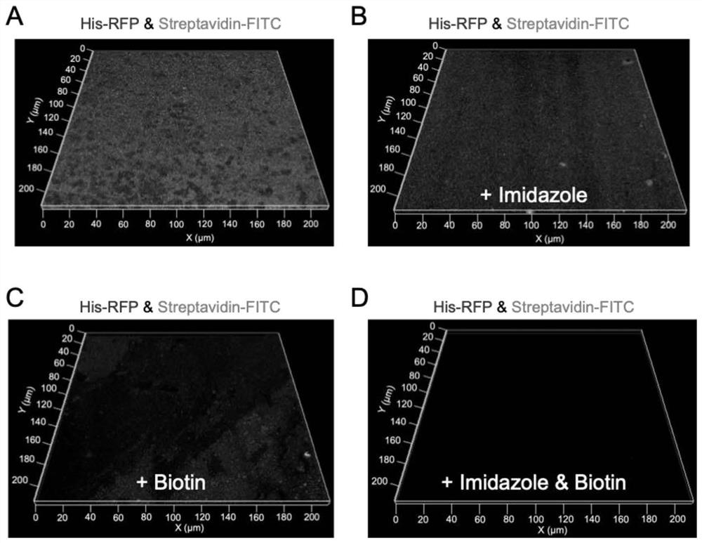 Application of multifunctional graphene grid in three-dimensional reconstruction of cryoelectron microscope