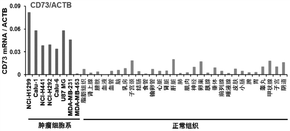 Application of CD73 ADC