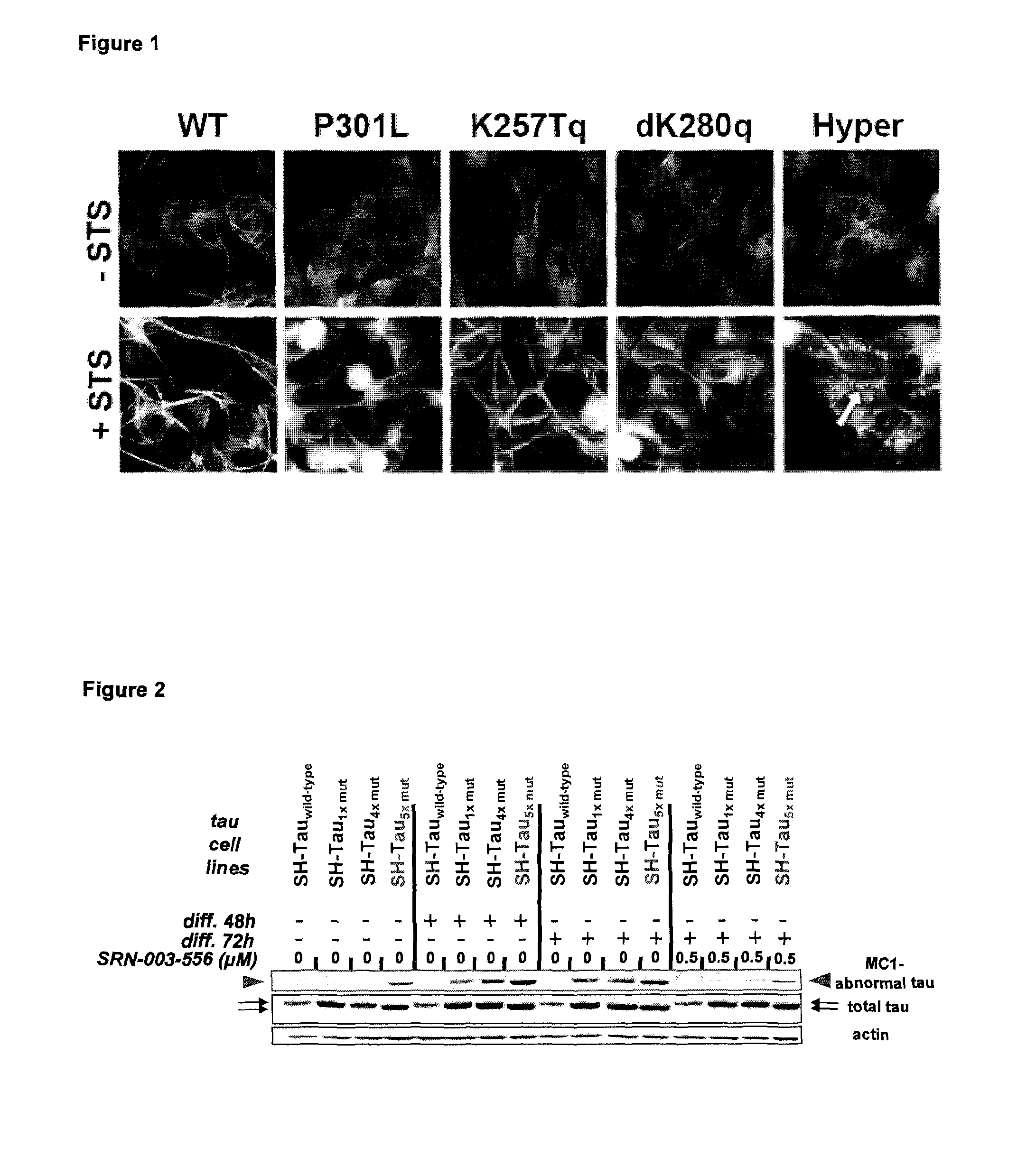 Polymutant tau protein variants and their use for recapitulating human tauopathies