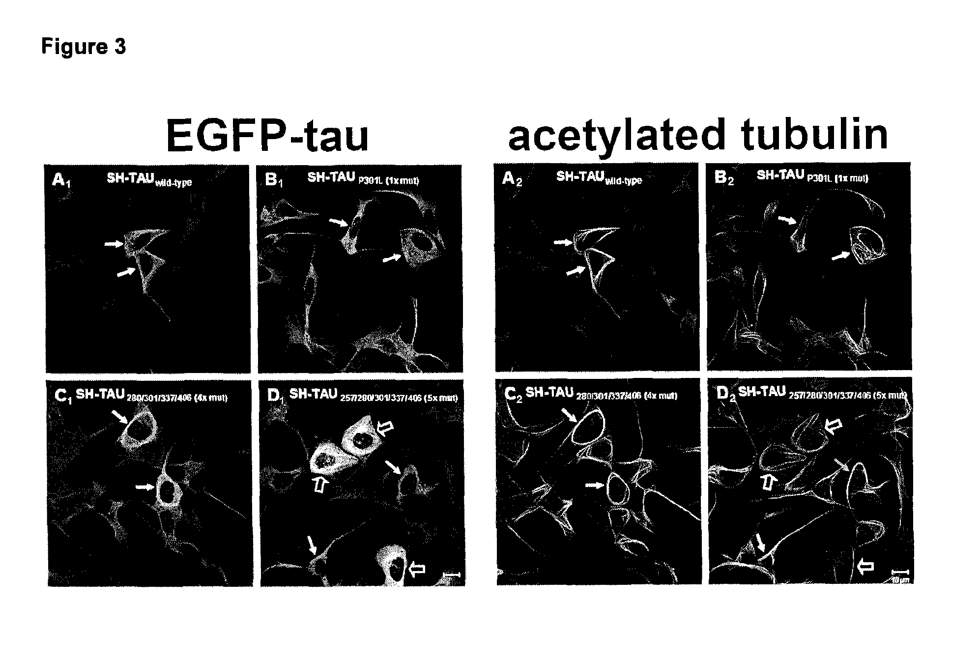 Polymutant tau protein variants and their use for recapitulating human tauopathies